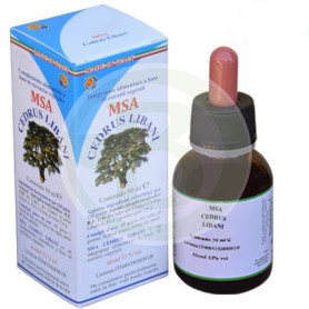 Msa Cedrus Libani Giovani germogli (Herboplanet Cedar