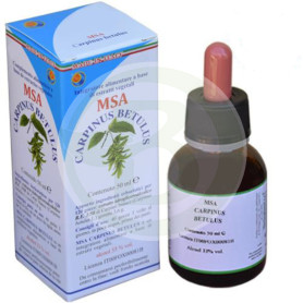 Msa Carpinus Betulus Gemme (Carpino bianco) Pianeta erboso