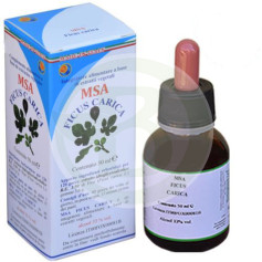 Msa Ficus Carica Gemme (albero di fico) Pianeta erboso