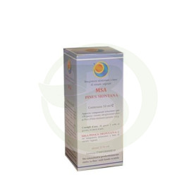 Germogli di Msa Pinus Montana (pino nero) Pianeta erboso