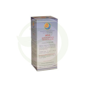 Msa Rosmarinus Officinalis Giovani Germogli Pianeta Erboso