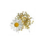 Camomilla Dolce 100Gr. Rosana (Diplan)