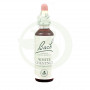 Fiori di Bach White Chestnut (Castagno Bianco) 20Ml. Bach