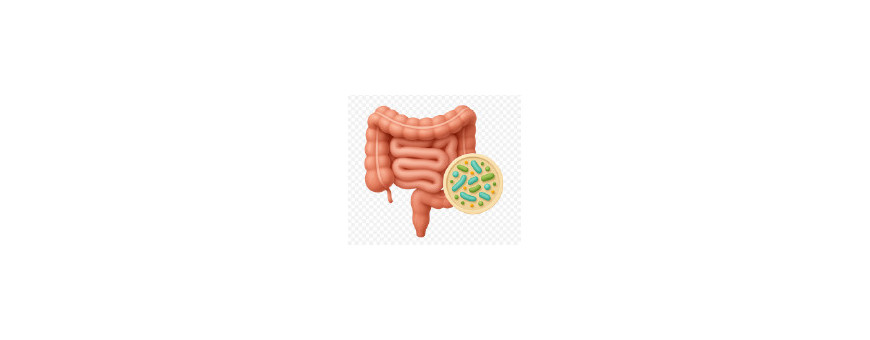Probioticos y Prebioticos