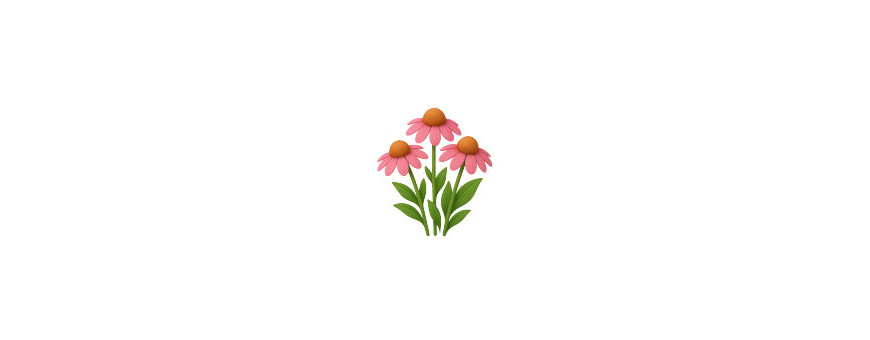 Echinacea