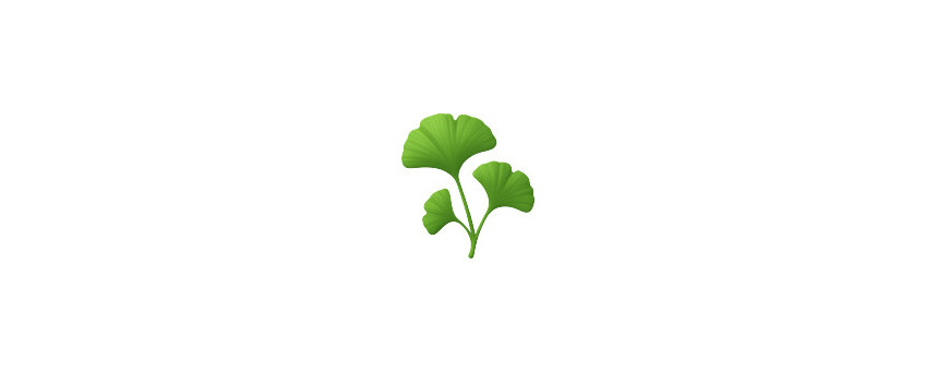Ginkgo Biloba