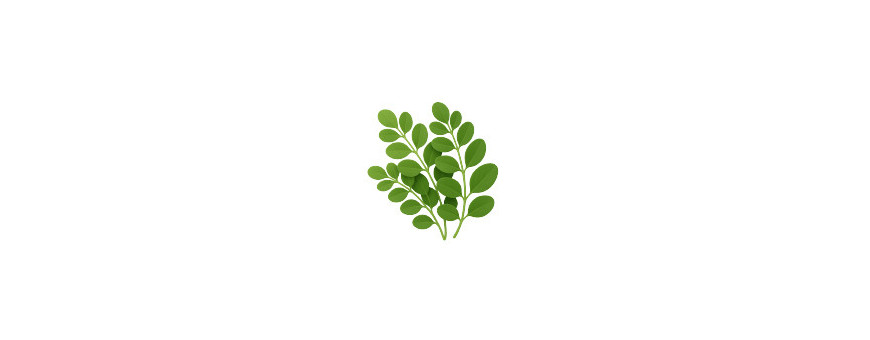 Moringa