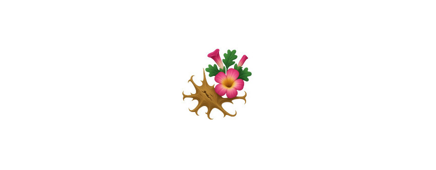 Harpagofito