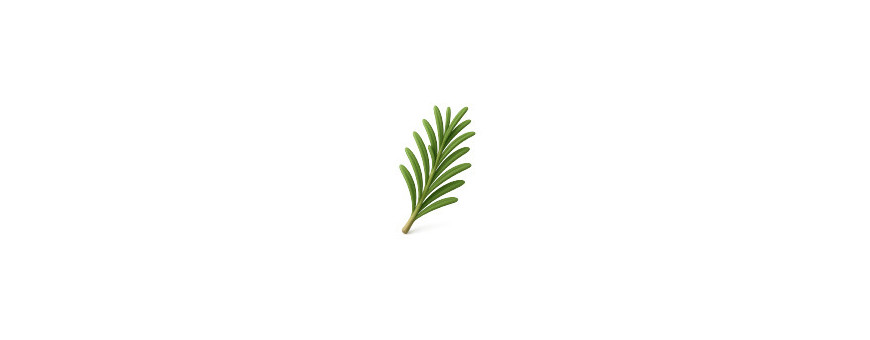Piante